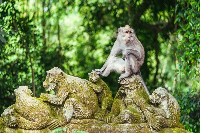 Ubud foresta scimmie delle sangeh monkeys templi wisata hutan monyet wanderlust traveladdictuk addict passeggiata obyek traveldigg massage waterfall tegenungan kintamani